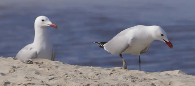 Audouin's gulls (Ivan Nethercoat)