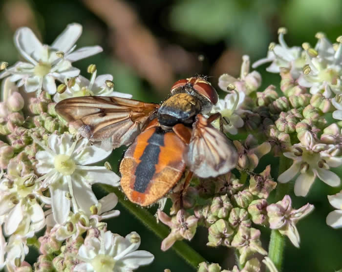Ectophasia crassipennis