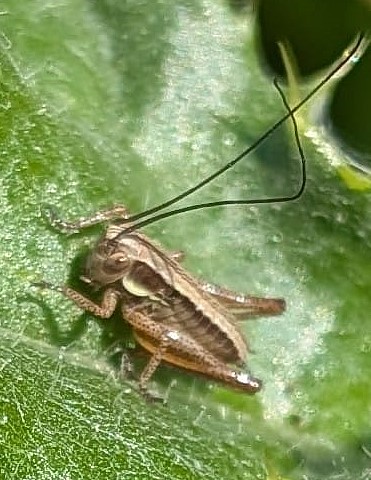 Roesel's bush-cricket (Susan Weeks)