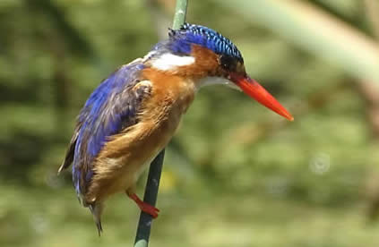 Malachite kingfisher (Everard Daniel)