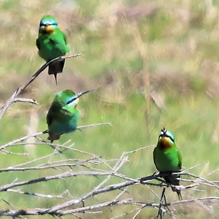 Blue-cheeked bee-eaters (David Bennett)