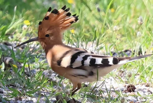 Hoopoe, Moní Préveli, Crete (David Bennett)