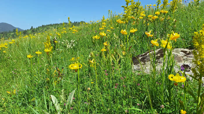 Rhodope lily meadow