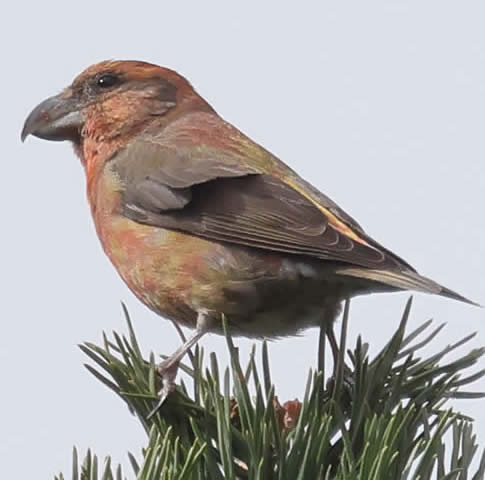 Crossbill (Rob Carr)