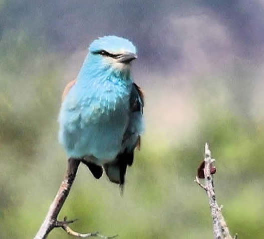 Roller (David Bennett)