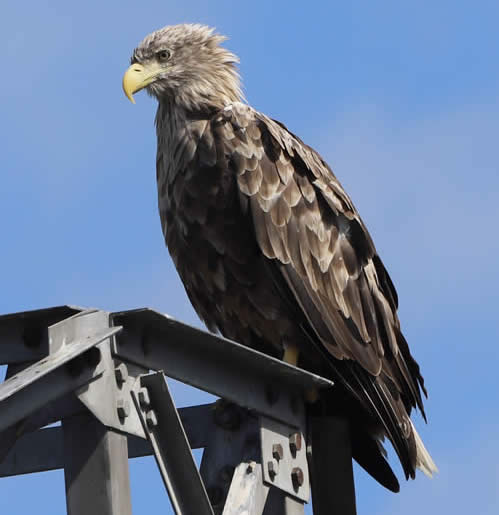 white-tailed eagle (Neil Storey)
