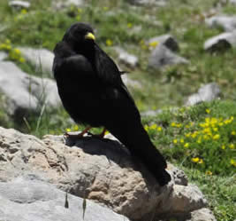 alpine chough (Brennan Aunger)