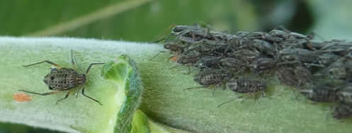 giant willow aphids (Susan Weeks)