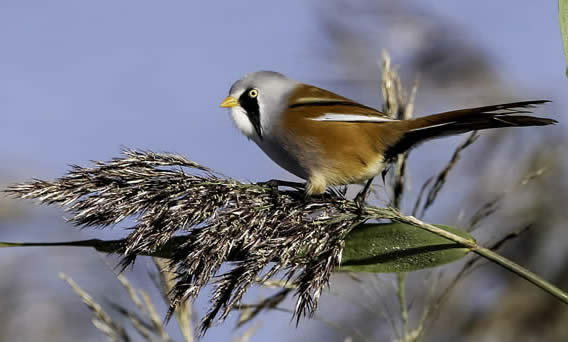 bearded tit