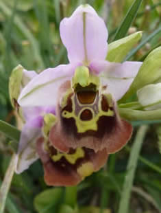 Bishop's ophrys