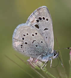 black-eyed blue (Pau Lucio)