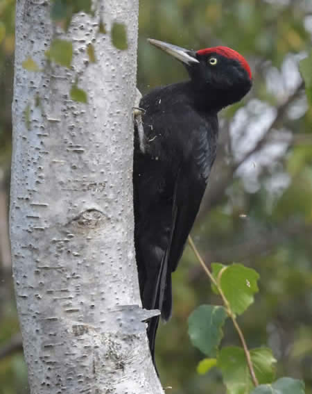 black woodpecker(Christopher Hall)