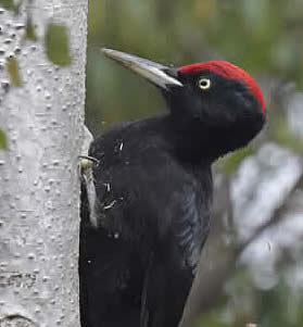 black woodpecker(Christopher Hall)