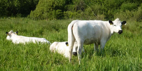 British white cattle 27 May 2026