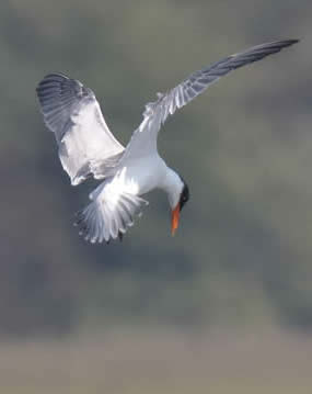 Caspian tern (Christopher Hall)