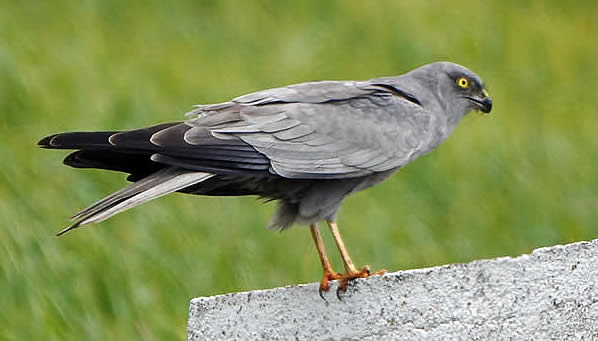 Montagu's harrier