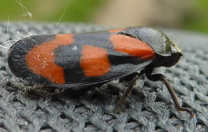 Cercopis vulnerata black-and-red froghoppe