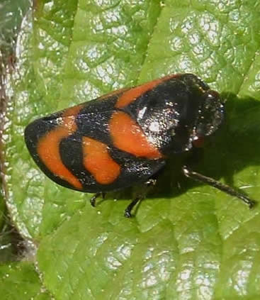 Cercopis vulnerata black-and-red froghopper