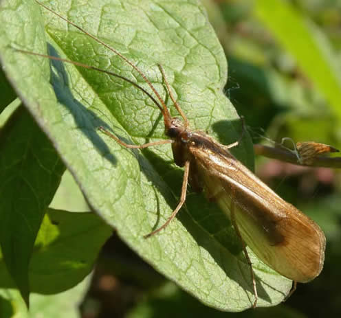 caddis-fly