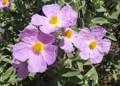 Grey-leaved cistus (Cistus albidus)