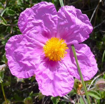 Cistus creticus