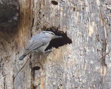 Corsican nuthatch (Christopher Hall)