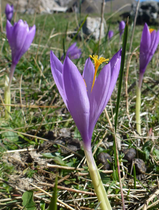 Crocus nudiflorus