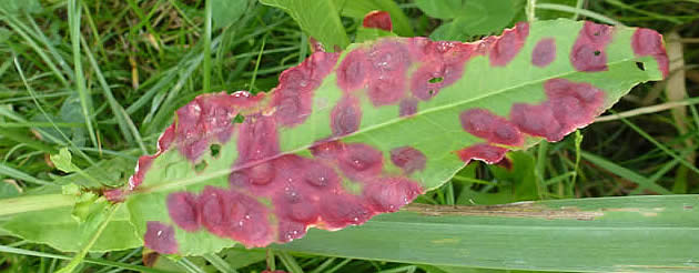 Dock rust