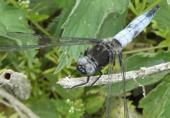 Scarce chaser (SW)