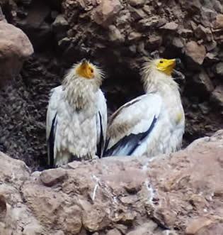 Egyptian vultures