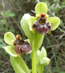 bumblebee orchid