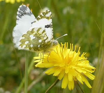 Eastern dappled white