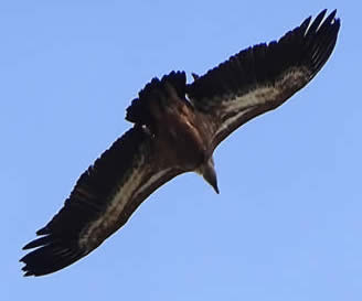 griffon vulture (ED)