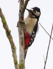 great spotted woodpecker (DL)