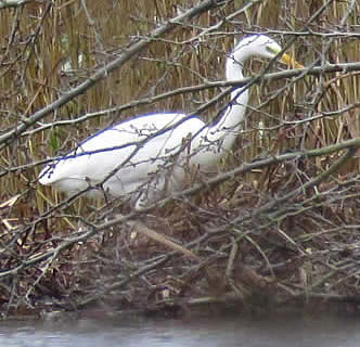 great white egret (DL)