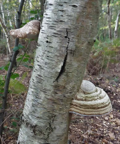 Birch polypore and hoof fungus