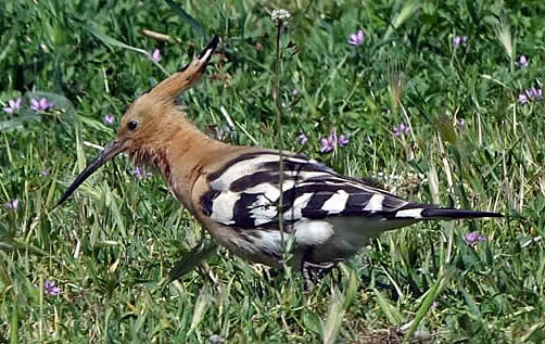 hoopoe