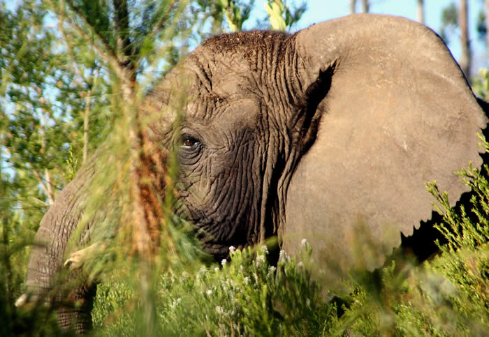 Since the mid-2000s, research has emerged that suggests the existence of at least five elephants. ©SANParks