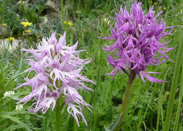 Orchis italica, Crete