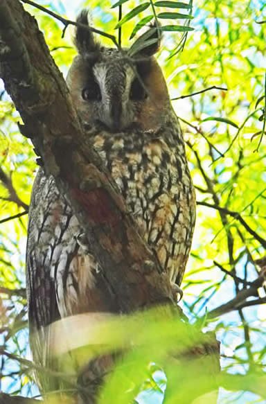 Long-eared owl (John Croft)