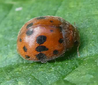 24 spot ladybird