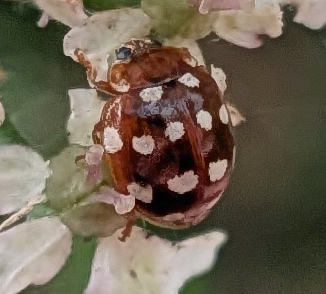 cream spot ladybird