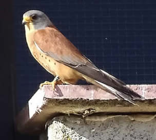 lesser kestrel (ED)