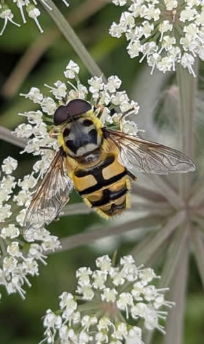Batman hoverfly, Myathropa florea