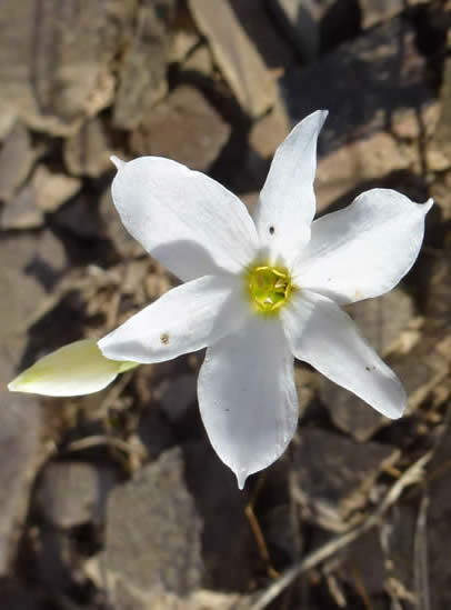 Narcissus serotinus