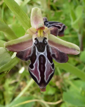 Ophrys cretica
