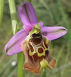 Ophrys episcopalis