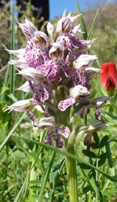 Orchis lactea
