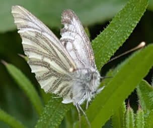 green-veined white