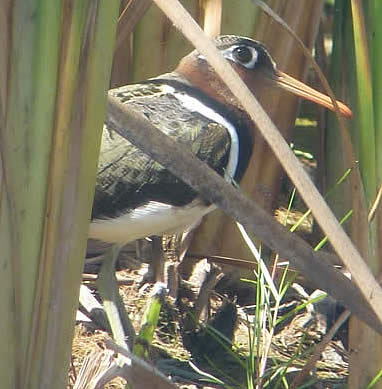 African painted snipe
